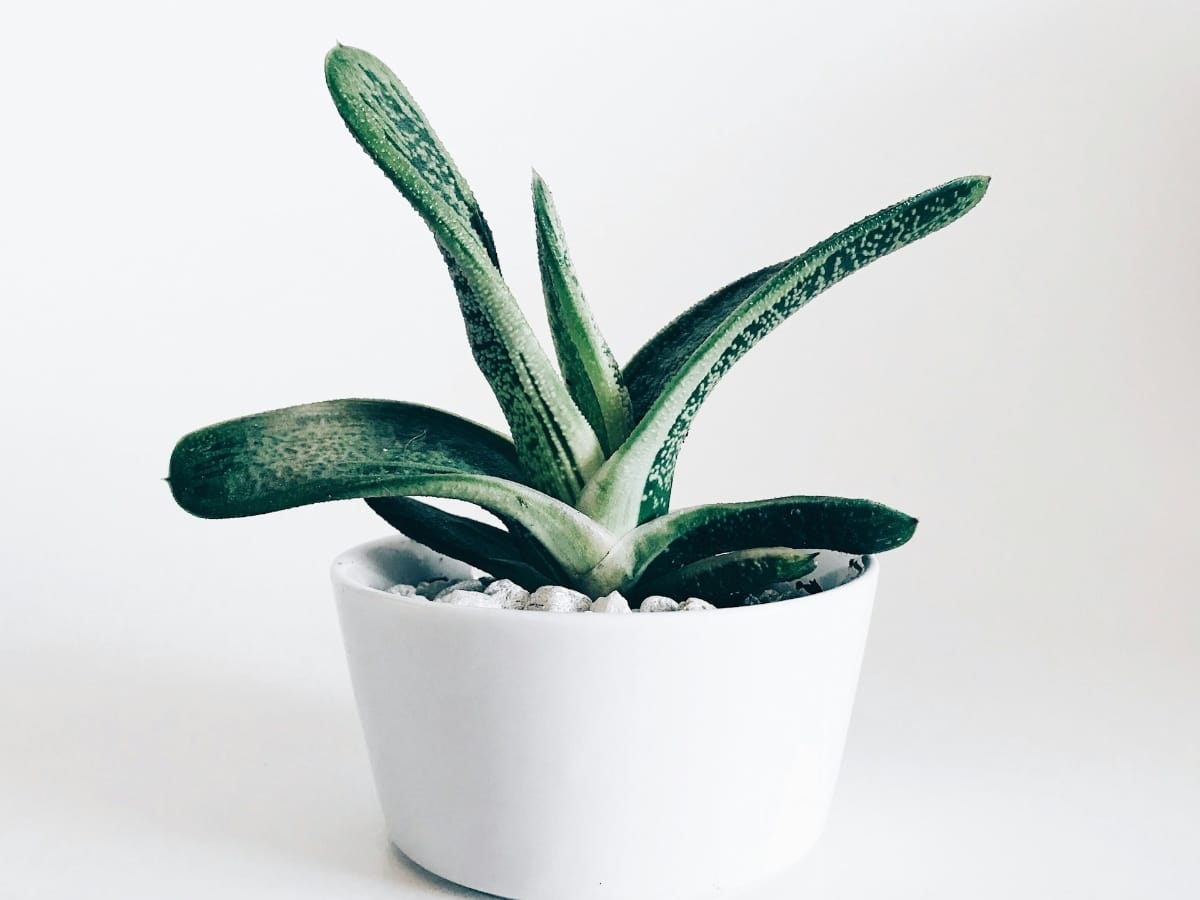 Plants